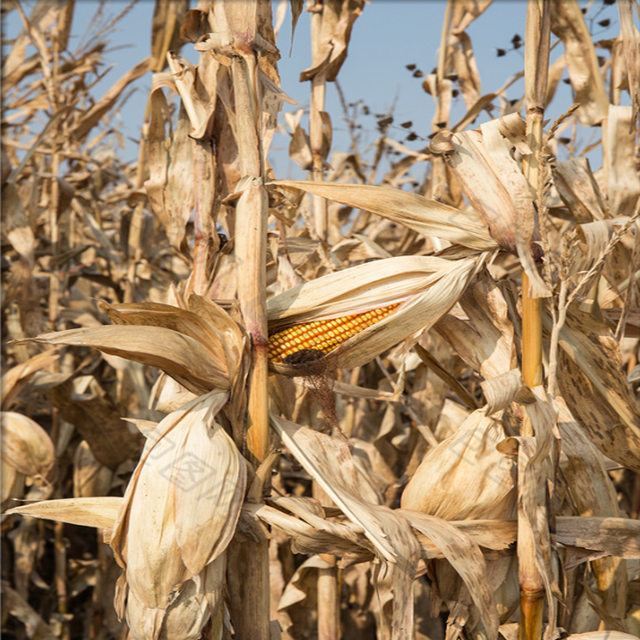 玉米杆