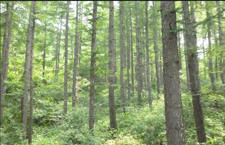 OSB için Çam Ahşı, Kavak Ahşap